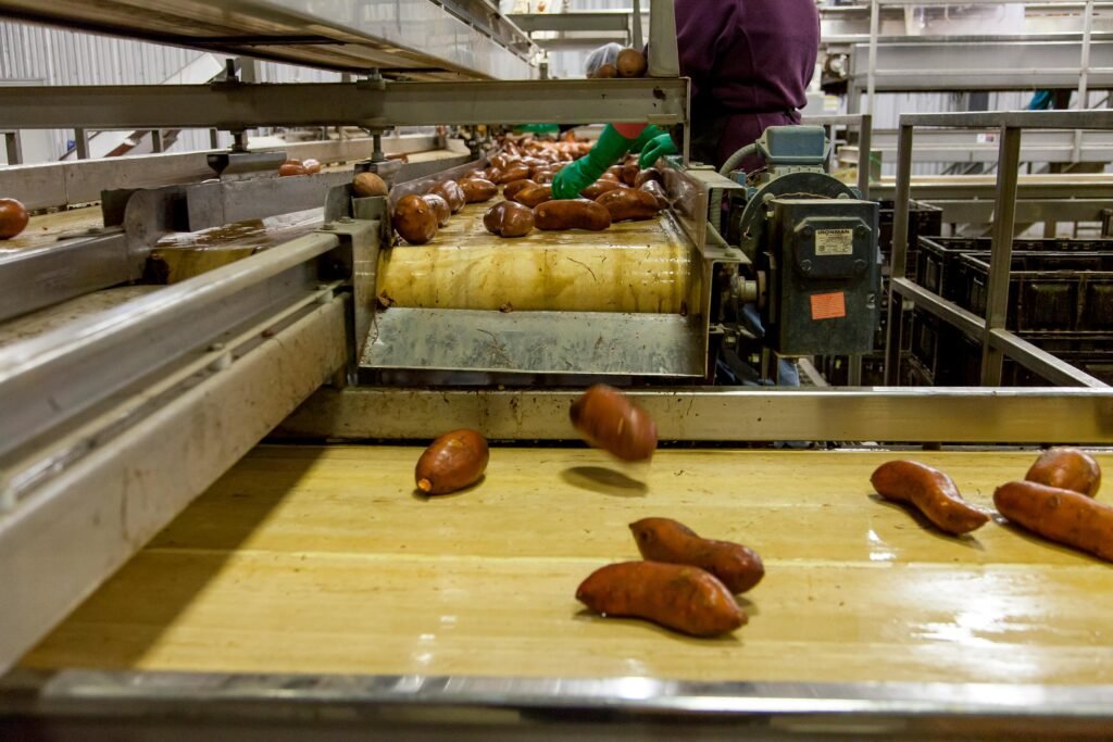 Sweet potatoes being processed on a conveyor belt in a modern factory setting.